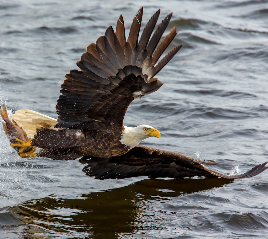 Image of a bald eagle.