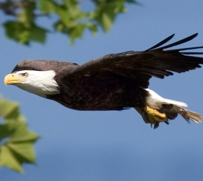 Image of a bald eagle.