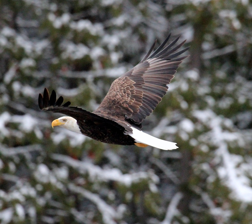 Image of a bald eagle.