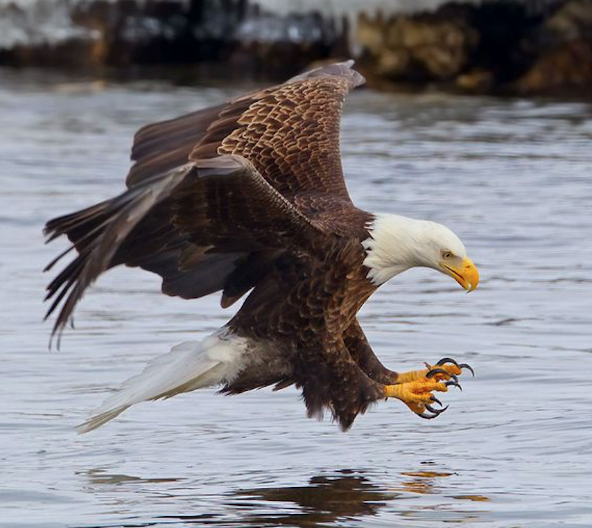 Image of a bald eagle.