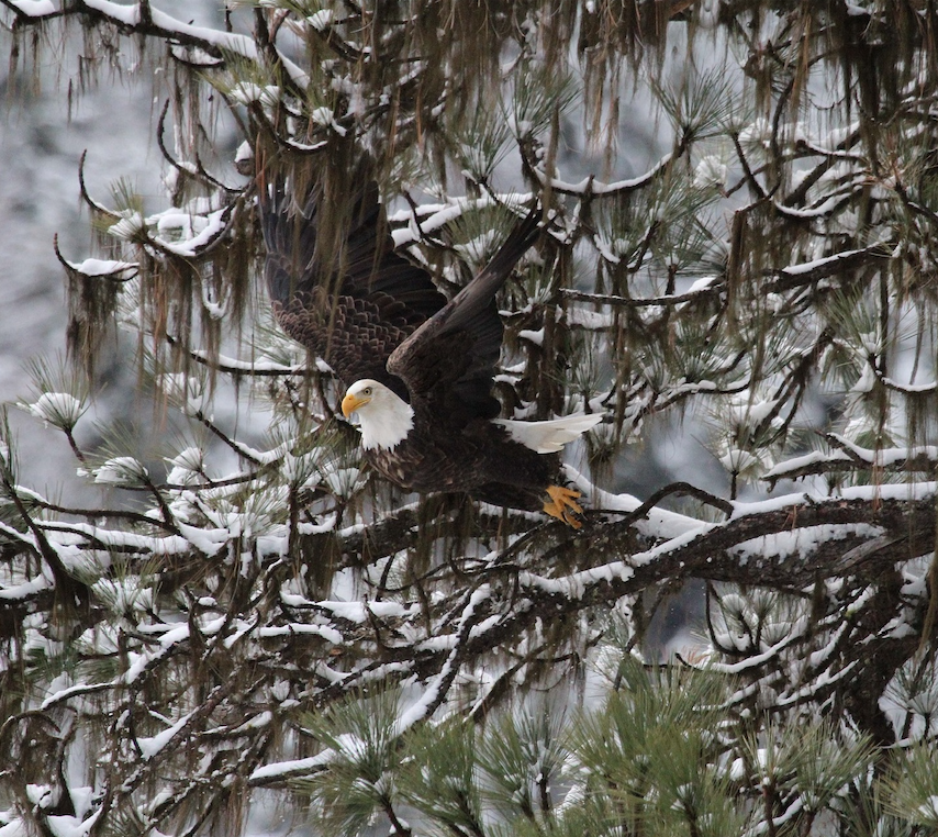 Image of a bald eagle.