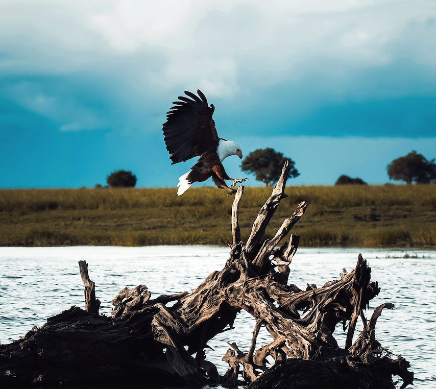 Image of a bald eagle.