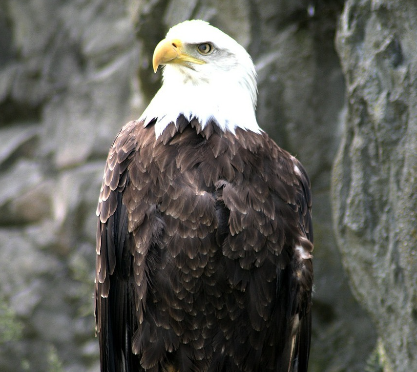 Image of a bald eagle.