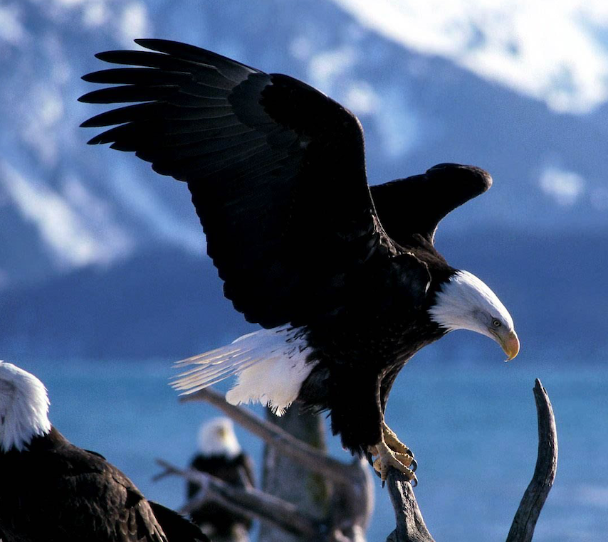 Image of a bald eagle.