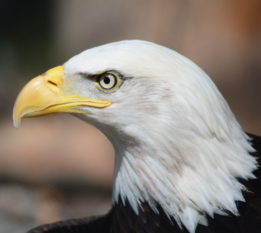 Image of a bald eagle.