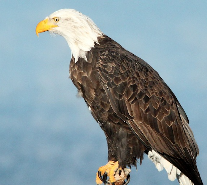 Image of a bald eagle.