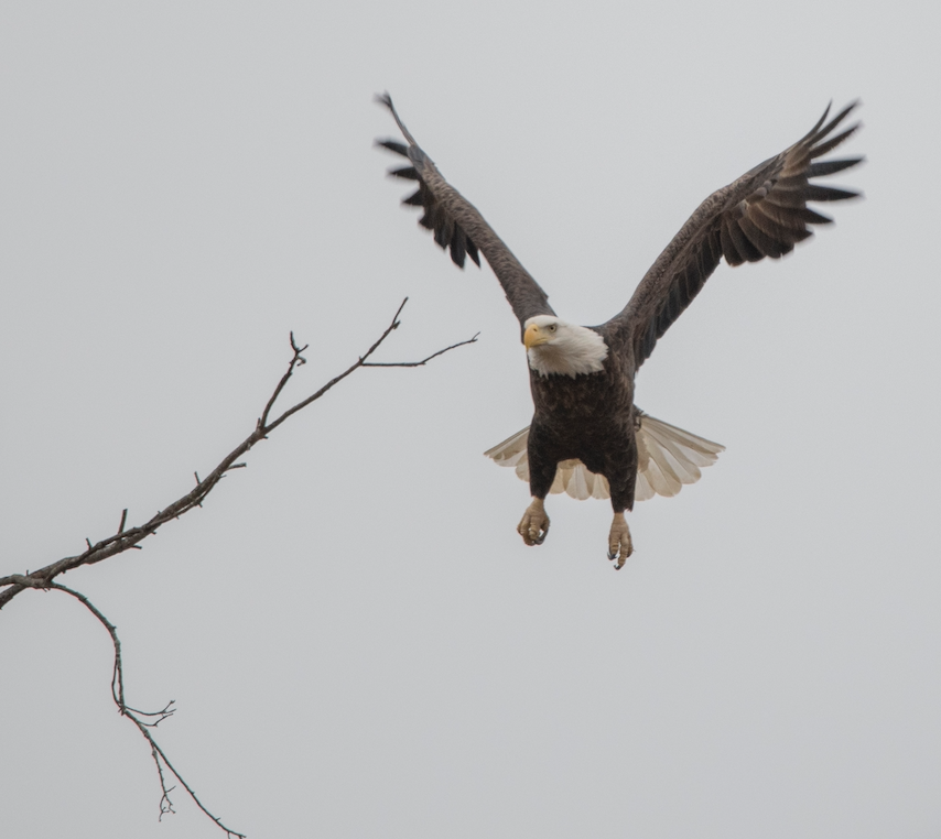 Image of a bald eagle.