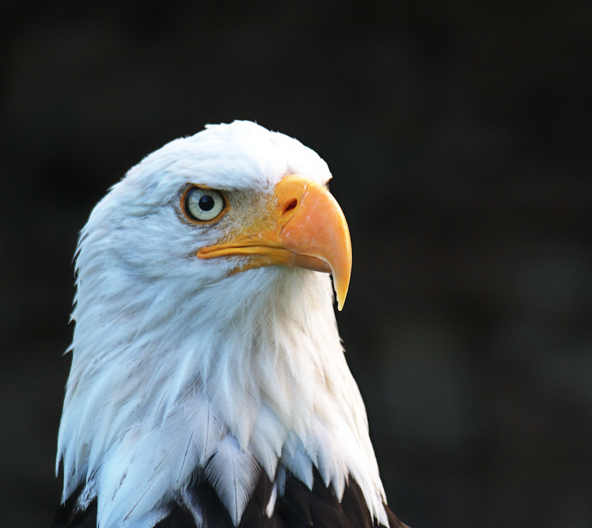 Image of a bald eagle.