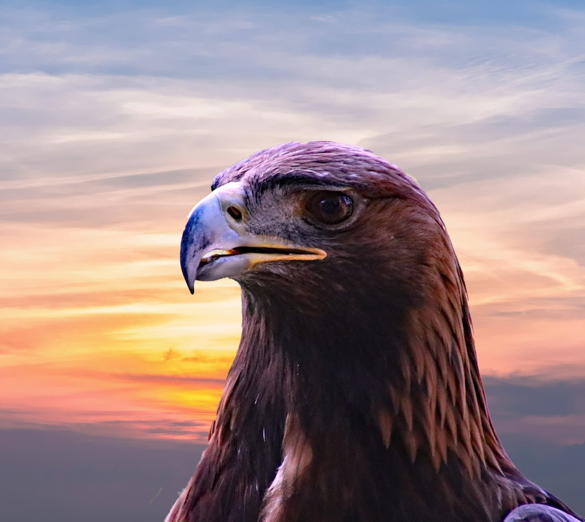 Image of a bald eagle.