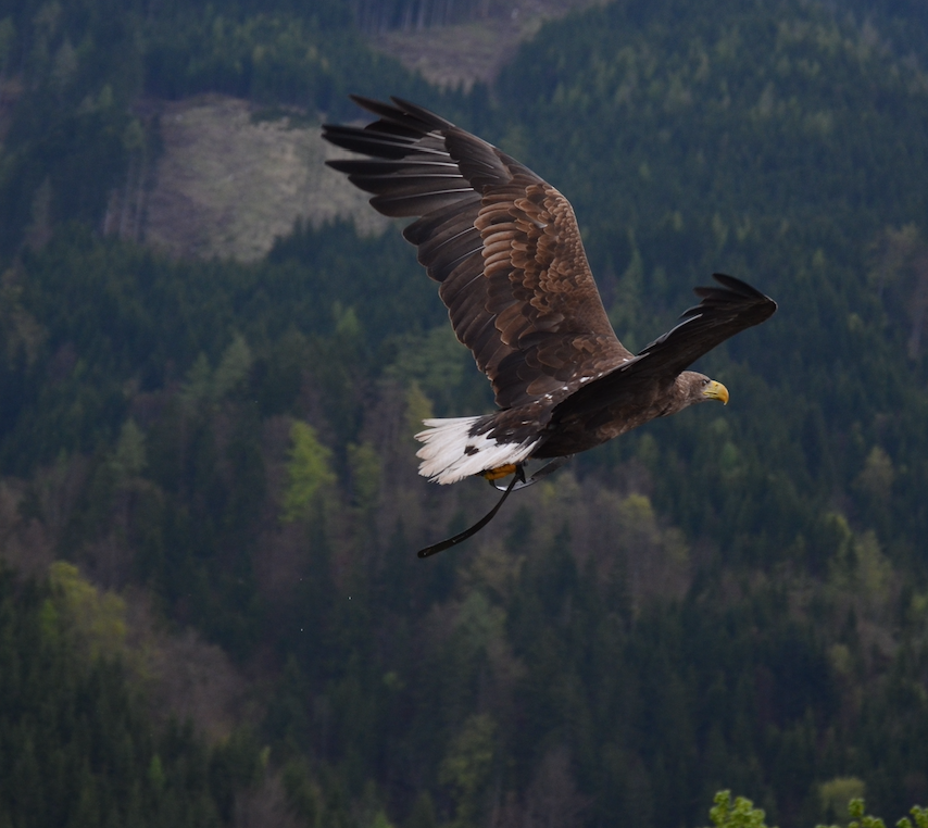 Image of a bald eagle.