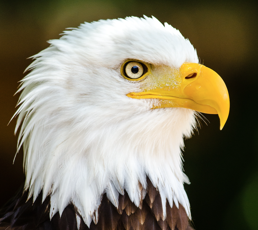 Image of a bald eagle.