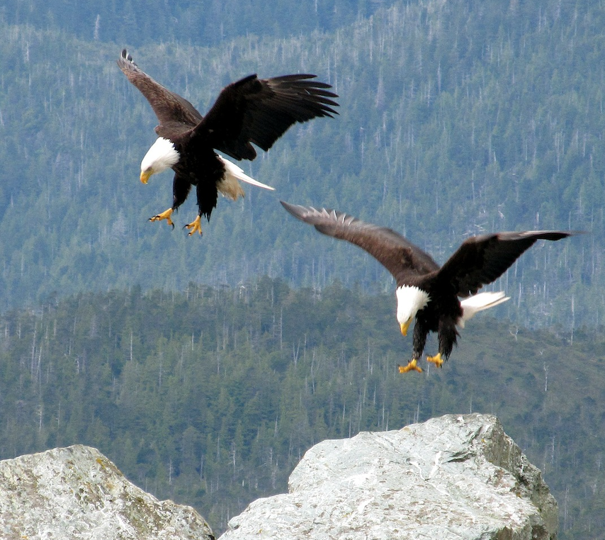 Image of a bald eagle.